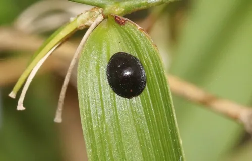 Black Olive Scale