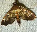 Salbia cassidalis - Hodges#5287.1