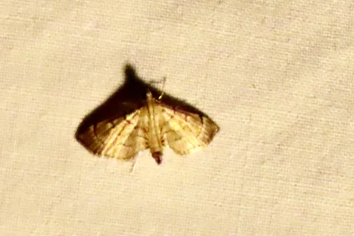 Salbia melanobathrum - Hodges#5287.2