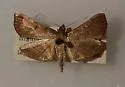 Salbia mizaralis - Hodges#5286