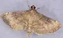 Salbia mizaralis - Hodges#5286 - photo 2