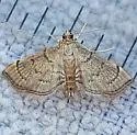 Salbia mizaralis - Hodges#5286 - photo 4