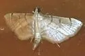 Salbia tytiusalis - Hodges#5285