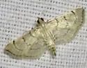 Salbia tytiusalis - Hodges#5285 - photo 2