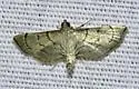 Salbia tytiusalis - Hodges#5285 - photo 4