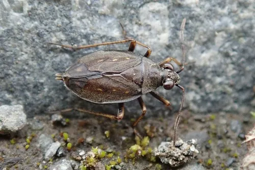 Salda littoralis 0