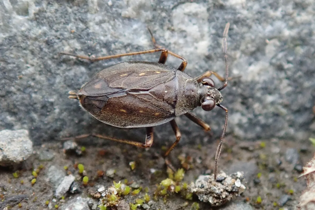 Salda littoralis 0 - photo 2