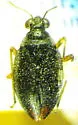 Salda provancheri