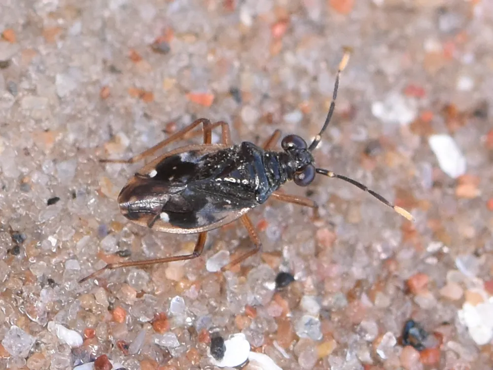 Shore Bugs - photo 2
