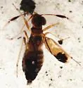 Saldoida slossonae