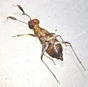 Saldoida slossonae - photo 5
