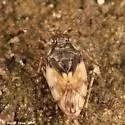 Saldula ablusa - photo 2