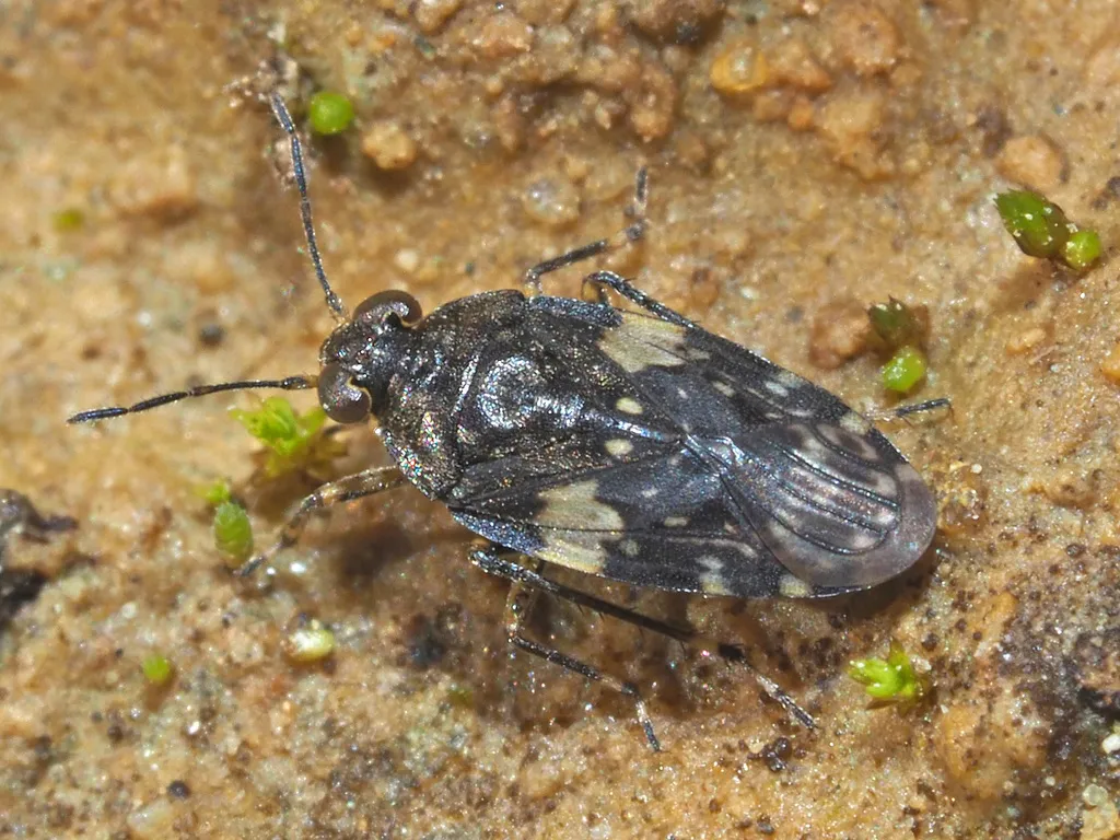 white-banded shore bug - photo 2