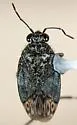 Saldula bouchervillei