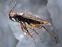 Saldula comatula