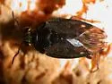 Saldula comatula - photo 2