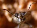 Saldula comatula - photo 4