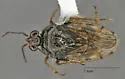 Saldula comatula - photo 5
