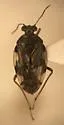 Saldula confluenta