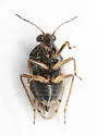 Saldula lomata - photo 4
