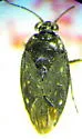 Saldula nigrita