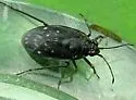 Saldula nigrita - photo 2