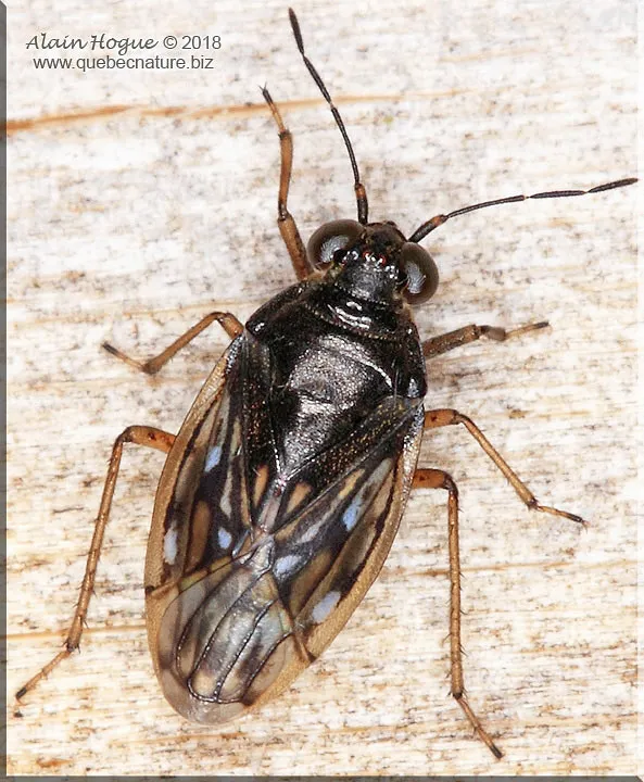 Saldula opacula - photo 2