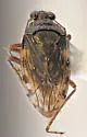 Saldula opiparia - Saldula opiparia