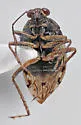 Saldula opiparia - photo 2