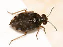 Saldula orbiculata - Saldula orbiculata