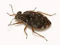 Saldula orbiculata - photo 2