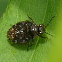 Saldula orbiculata - photo 3