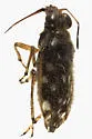 Saldula orbiculata - photo 5