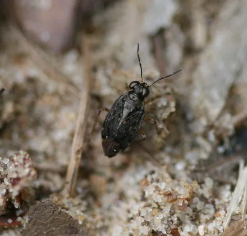 Saldula orthochila