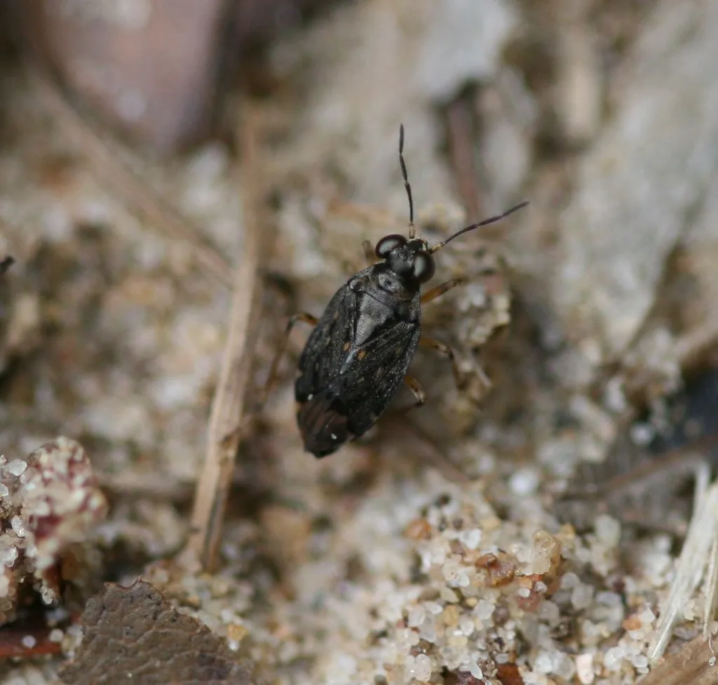 Saldula orthochila - photo 2