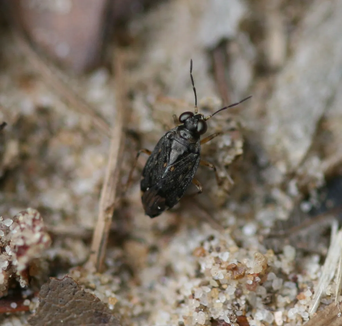 Saldula orthochila - photo 3