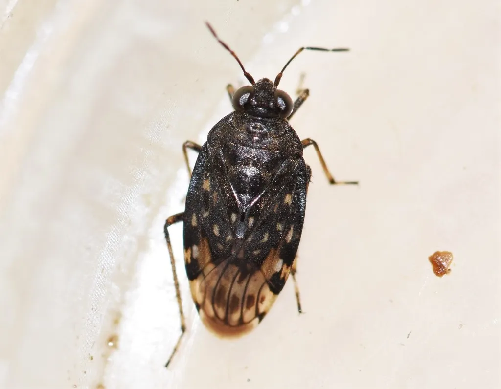 Saldula pallipes - Saldula pallipes