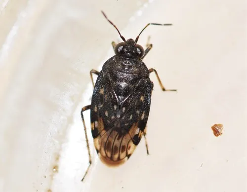 Saldula pallipes - photo 2