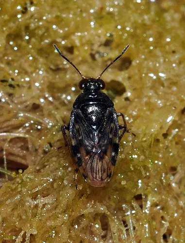 estuarine shore bug