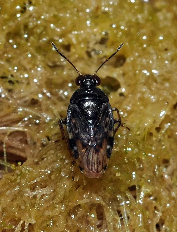 estuarine shore bug - photo 2