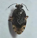Saldula pexa - Saldula pexa