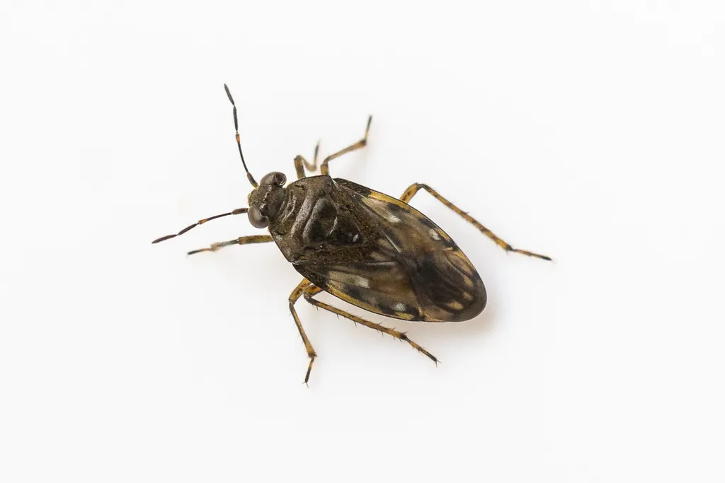 Saldula pilosella - photo 2