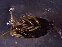 hairy species from CA - photo 2
