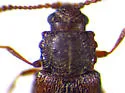 Salebius octodentatus