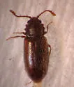 Salebius octodentatus - photo 2