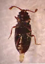 Salebius octodentatus - photo 3
