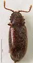 Salebius octodentatus - photo 4