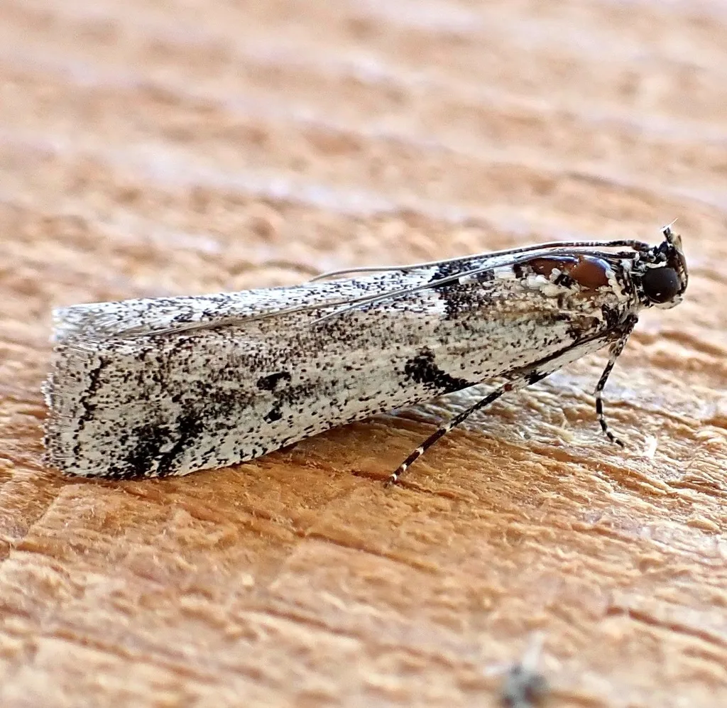 Salebriacus odiosella - Hodges#5770 - photo 2