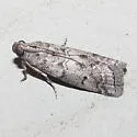 Salebriaria ademptandella - Hodges#5770.1
