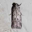 Salebriaria ademptandella - Hodges#5770.1 - photo 2